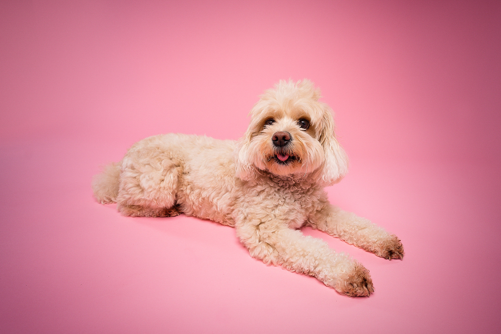 dog-photographer-toronto-lucy-literna-photography